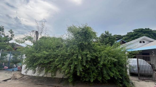 หมากแข้ง เมืองอุดรธานี อุดรธานี